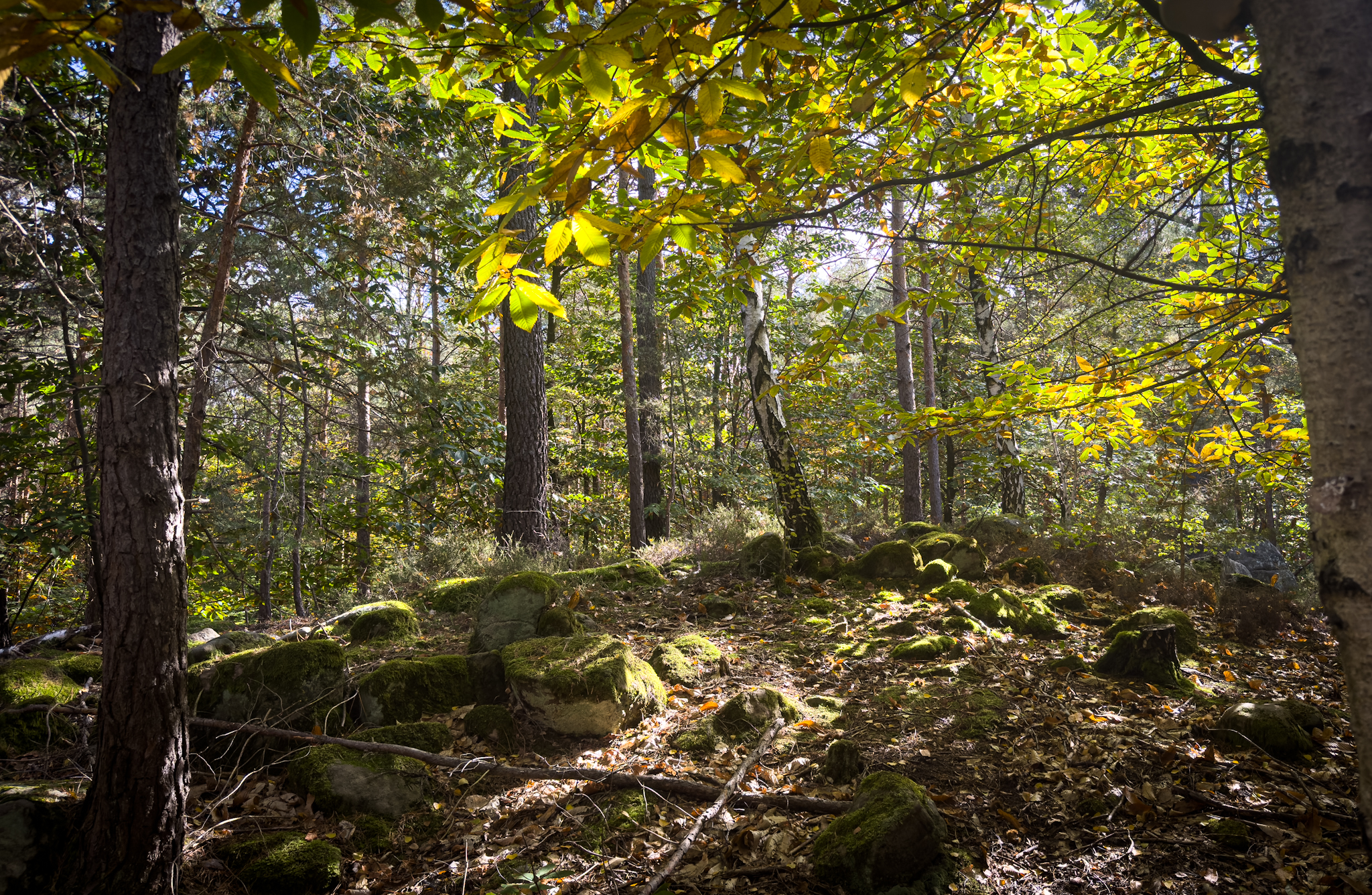 mystischer Wald im Herbst