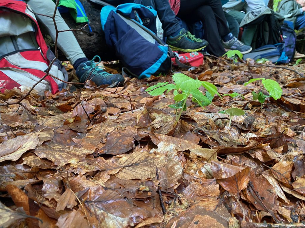 Kinder stehen im Kreis um junge grüne Triebe im Herbstlaub